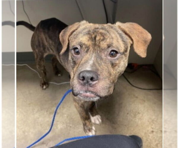 Medium Photo #3 Mutt Puppy For Sale in Canton, CT, USA