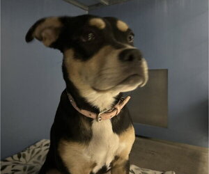 Mutt Dogs for adoption in San Bernardino, CA, USA
