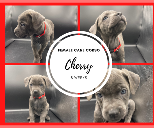 Medium Photo #1 Cane Corso Puppy For Sale in ANTIOCH, TN, USA