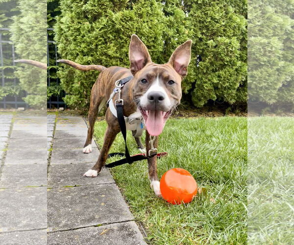 Medium Photo #2 American Pit Bull Terrier-Mountain Cur Mix Puppy For Sale in Oakhurst, NJ, USA