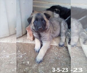 Basil - of Belgian Malinois family - ** - Male German Shepherd Dog-Unknown Mix Dog for Adoption - Photo #13