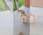 Small #1 Mutt