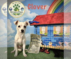 Clover - Female Chihuahua-Unknown Mix Dog for Adoption - Photo #4