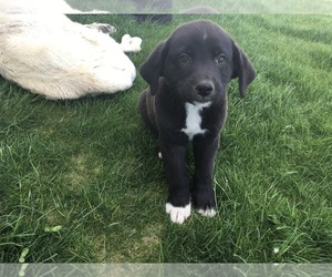 Anatolian Shepherd-Labrador Retriever Mix Puppy for sale in OTHELLO, WA, USA