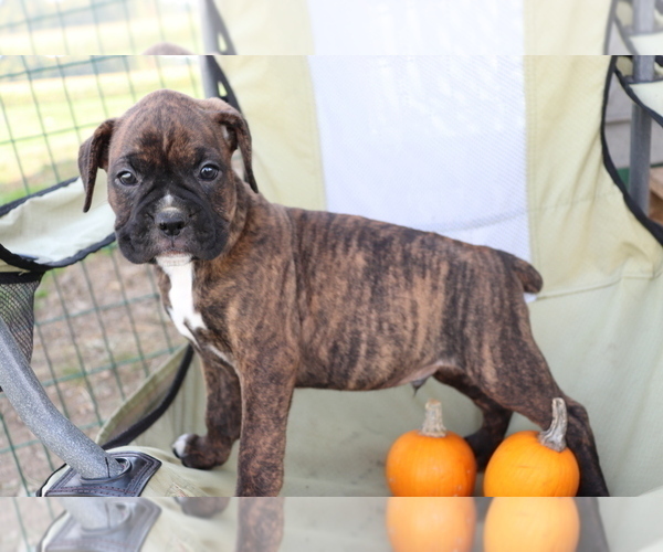Medium Photo #3 Boxer Puppy For Sale in SHILOH, OH, USA