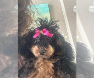 Poodle (Toy) Puppy for sale in SARASOTA, FL, USA