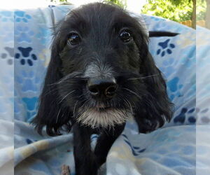 Irish Setter-Poodle (Miniature) Mix Dogs for adoption in Grovertown, IN, USA