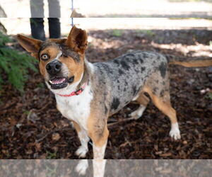 Catahoula Leopard Dog Dogs for adoption in Petaluma, CA, USA