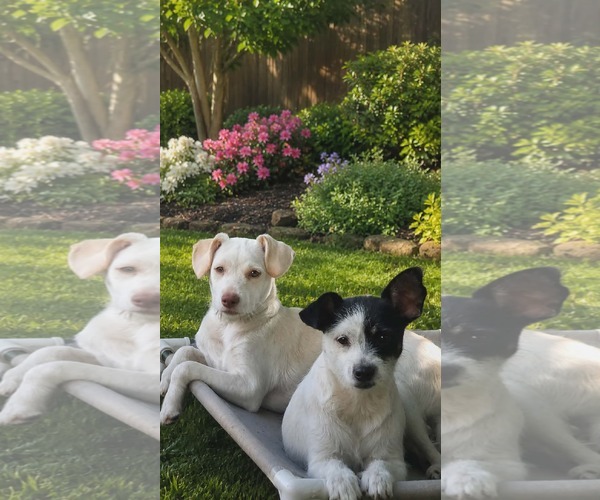 Medium Photo #2 Mutt Puppy For Sale in Oakhurst, NJ, USA