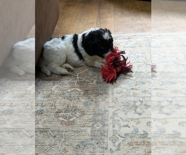 Medium Photo #14 Aussiedoodle Puppy For Sale in ASHEVILLE, NC, USA