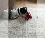 Small #13 Aussiedoodle