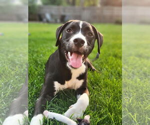 American Staffordshire Terrier-Boxer Mix Dogs for adoption in Princeton, MN, USA