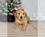 Small #4 Golden Retriever