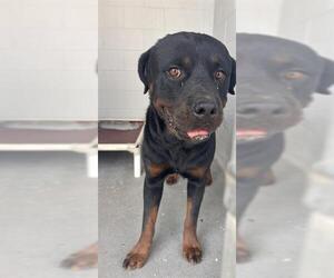 Rottweiler Dogs for adoption in Rosenberg, TX, USA