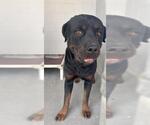 Small Rottweiler