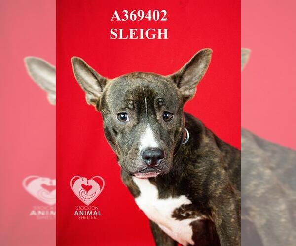 Medium Photo #1 Mutt Puppy For Sale in Stockton, CA, USA