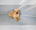 Small #7 Golden Retriever