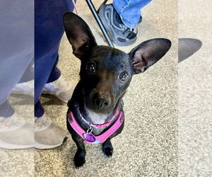 Chiweenie Dogs for adoption in St. Louis Park, MN, USA