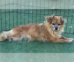 Chihuahua-Unknown Mix Dogs for adoption in Redlands, CA, USA