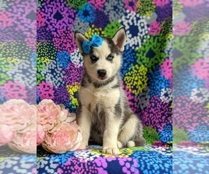Siberian Husky Puppy for sale in QUARRYVILLE, PA, USA
