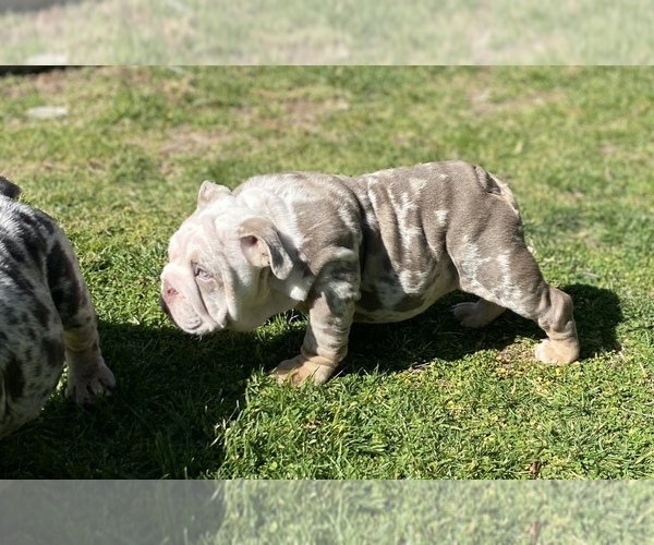 Medium Photo #14 English Bulldog Puppy For Sale in RANCHO CUCAMONGA, CA, USA