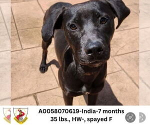 German Shorthaired Pointer-Unknown Mix Dogs for adoption in columbia, SC, USA
