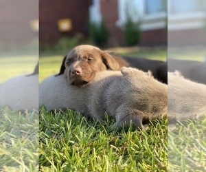Labrador Retriever Puppy for Sale in WARNER ROBINS, Georgia USA