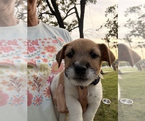 Medium Jack Russell Terrier