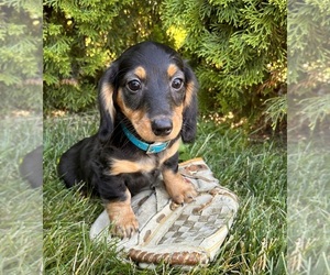 Golden Retriever Puppy for sale in MIDDLEBURY, IN, USA