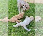 Small Photo #11 Poodle (Standard) Puppy For Sale in HOMESTEAD, FL, USA
