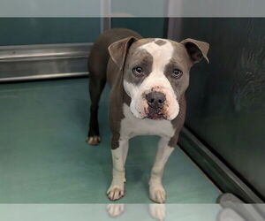 Mutt Dogs for adoption in Moreno Valley, CA, USA