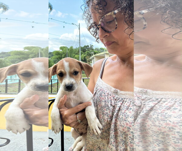Medium Photo #3 Chihuahua-Unknown Mix Puppy For Sale in Virginia Beach, VA, USA