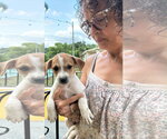 Small #2 Chihuahua Mix