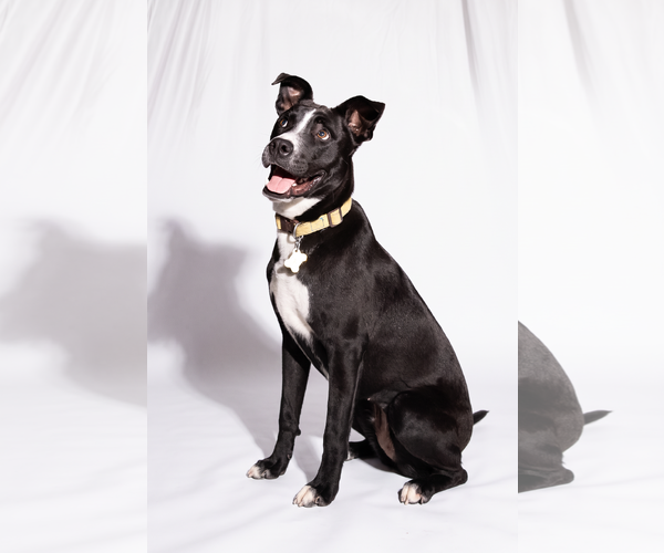 Medium Photo #5 American Pit Bull Terrier-Labrador Retriever Mix Puppy For Sale in Sandy, UT, USA