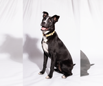 Small Photo #5 American Pit Bull Terrier-Labrador Retriever Mix Puppy For Sale in Sandy, UT, USA