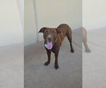 Small #1 Labrador Retriever Mix