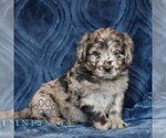 Small #2 Goldendoodle (Miniature)