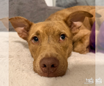 Small #4 Retriever  Mix