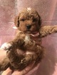 Small Photo #18 Cock-A-Poo Puppy For Sale in LOVELAND, CO, USA