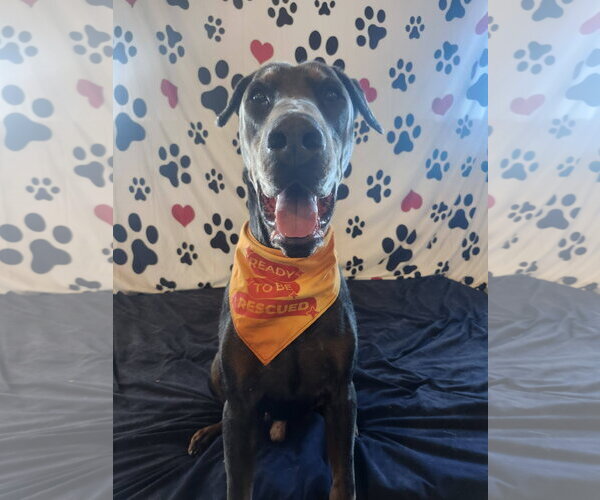 Medium Photo #1 Doberman Pinscher Puppy For Sale in Minneaoplis, MN, USA