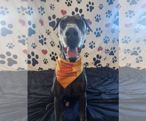 Doberman Pinscher Dogs for adoption in Minneaoplis, MN, USA