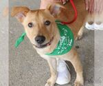 Small #4 Labrador Retriever Mix