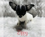 Small Photo #4 Chihuahua Puppy For Sale in CONROE, TX, USA