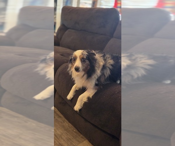 Medium Photo #1 Miniature Australian Shepherd Puppy For Sale in SHALLOWATER, TX, USA