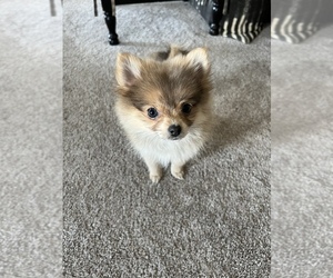 Pomeranian Puppy for sale in BALLWIN, MO, USA