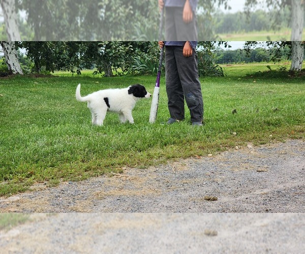 Medium Photo #2 Border Collie Puppy For Sale in GREENWOOD, WI, USA