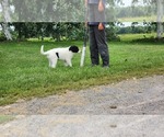 Small #1 Border Collie