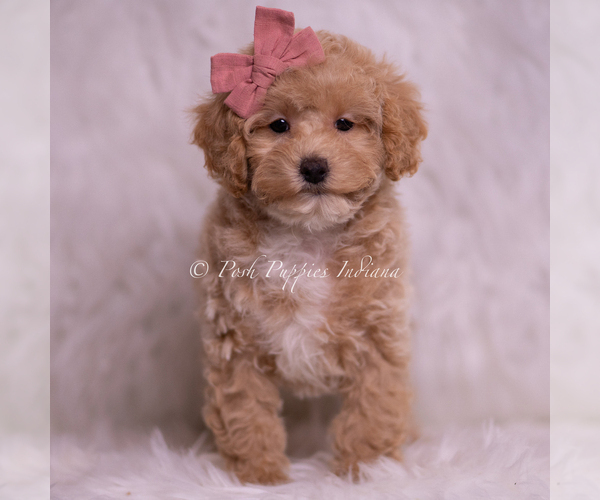 Medium Photo #65 Poodle (Toy) Puppy For Sale in WARSAW, IN, USA