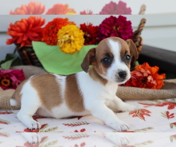 Medium Photo #2 Jack Russell Terrier Puppy For Sale in SHILOH, OH, USA