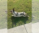 Small Photo #10 French Bulldog Puppy For Sale in NORTH MYRTLE BEACH, SC, USA